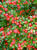 org:/gardening tips/Snoeiadvies/Overzichtspagina/Dwergmispel.jpg